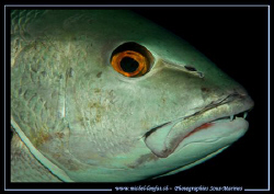 Big Eye... and big teeths... :O) .... by Michel Lonfat 